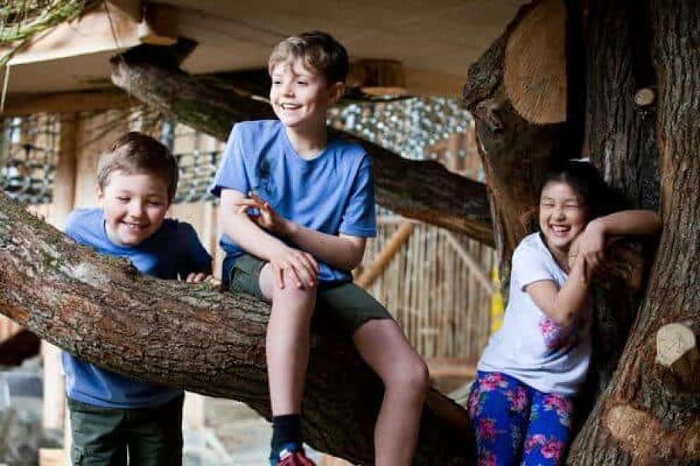 Children laughing whilst sitting on a tree